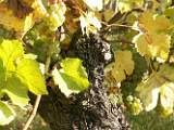 2004-10-24_15-06-21_Octobre_153,0mm_1_40_eme_DiMAGE A2